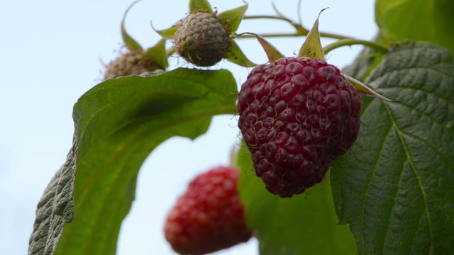closeup red ripe raspberry berry leaves move wind. natural food