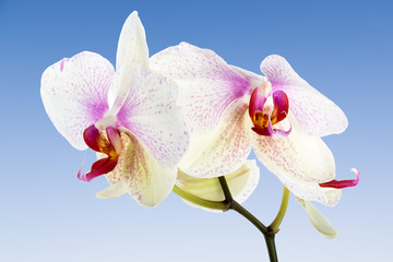 White Orchid isolated at a blue sky