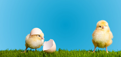Easter eggs and chickens on green grass on blue background