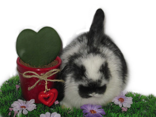 rabbit © Reklamatic