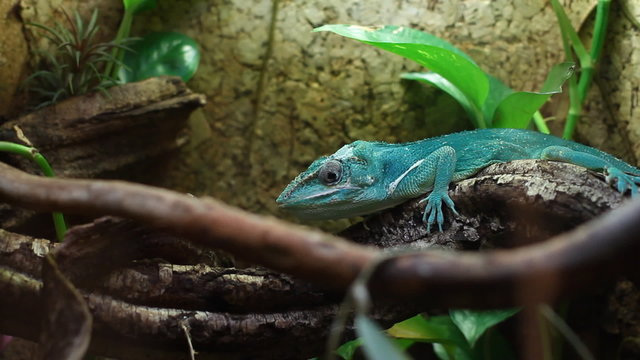 Chameleon sitting on a branch in the aquarium