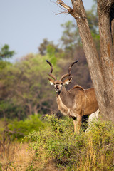 Great Kudu