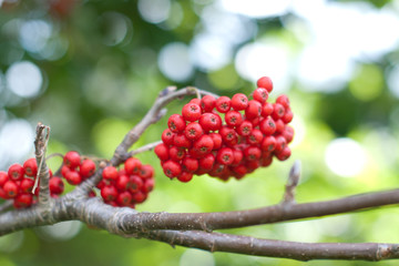 Rowan berries on a green background