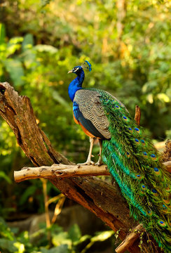 Fototapeta Peacock on branch