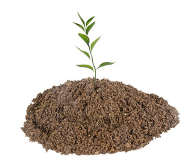 Sapling