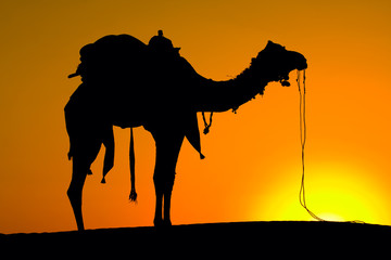 Silhouette camel at sunset , India.