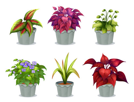 Six different plants