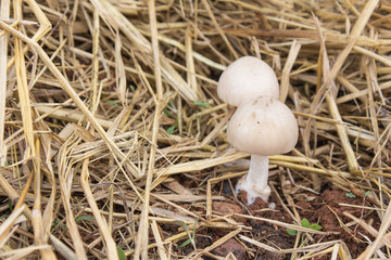 mushroom