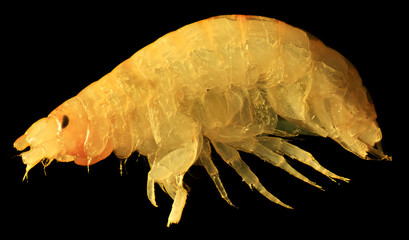 Gammarus under the microscope (Gammarus pulex)