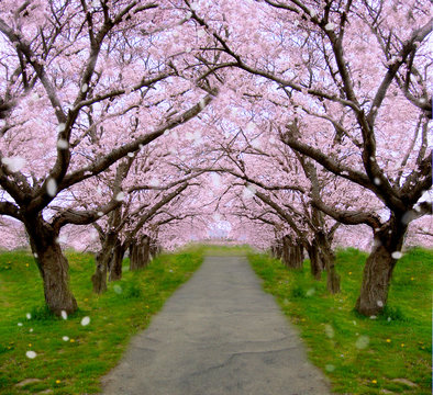 青空と桜のトンネル横長