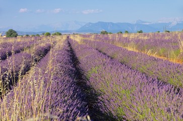 Lavendelfeld - lavender field 93