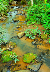 Mountain stream through in garden