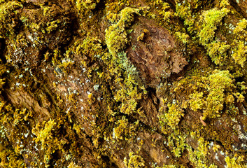 Texture of tree bark.