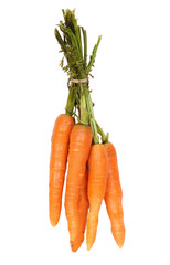 fresh carrots