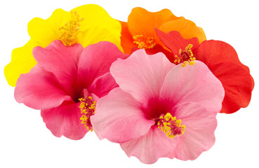 hibiscus © Unclesam