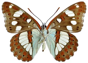 Deurstickers Vlinder Isolated Southern White Admiral butterfly seen from below