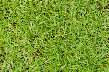 Close-up of green grass