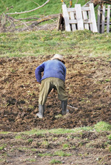 Farmer cultivating field
