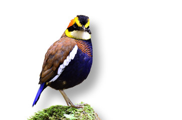 A male of Bande Pitta standing isolated on white background