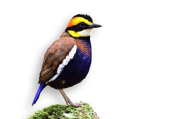 A folorful of Bande Pitta