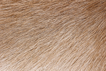 Goat fur