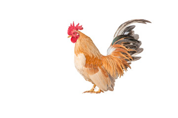Thailand male chicken rooster isolated on white background