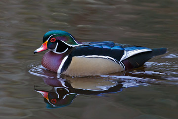 Wood Duck Reflection