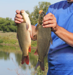 carp in the hand of fisherman