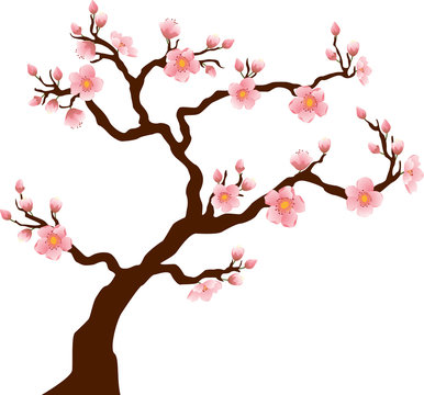 Sakura (Cherry) tree blossom isolated on white