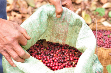 red berries coffee beans  in plastic bag