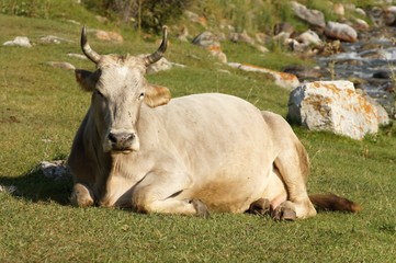 Cattle on meadow in Pamir-alay, Kyrgyzstan