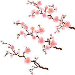 Cherry blossom branch in 3 diferent stages on white