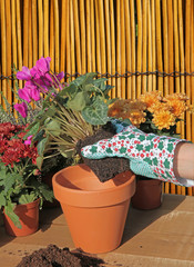 rempotage de cyclamen
