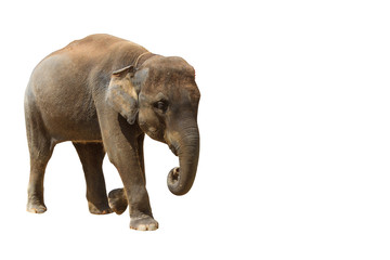 Elephant isolated white background with clipping path