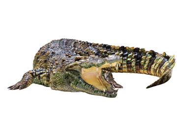 Crocodile isolated on white with clipping path