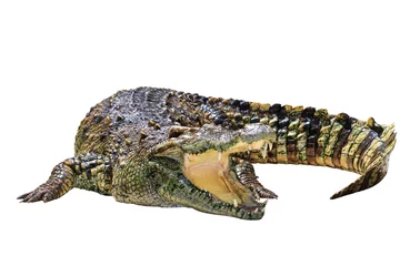 Poster Crocodile isolated on white with clipping path © Netfalls