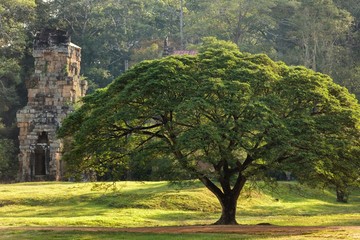 Large tree and temple