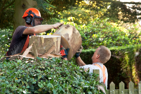 passing slice of tree trunk from hand to hand