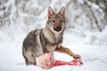 young male of czeckhoslovakian wolfdog