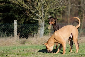 Boerboel