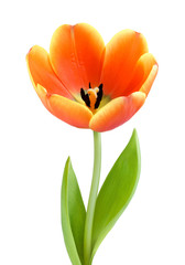 Idealny, w pełni rozkwitnięty tulipan - obrazy, fototapety, plakaty