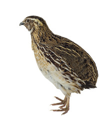 Adult quail isolated on white background