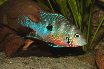 Mexikanischer Feuermaulbuntbarsch (Thorichthys ellioti)