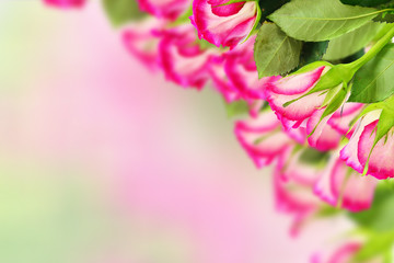 Rozes © Jekaterina
