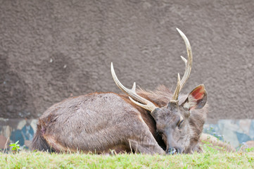 sleeping brown hart close up