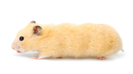 Hamster