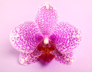 Fototapeta na wymiar Orchid isolated on a pink background