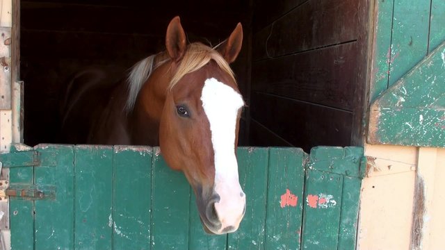 Horse in the stable