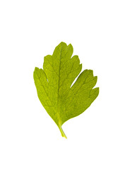 Fototapeta premium Parsley