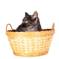 grey kitten in basket on white background